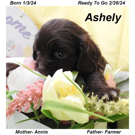 puppy, for, sale, Cocker Spaniel, Joe & Cherri  Overlease, dog, breeder, Miller, MO, dog-breeder, puppy-for-sale, forsale, nearby, find, puppyfind, locator, puppylocator, aca